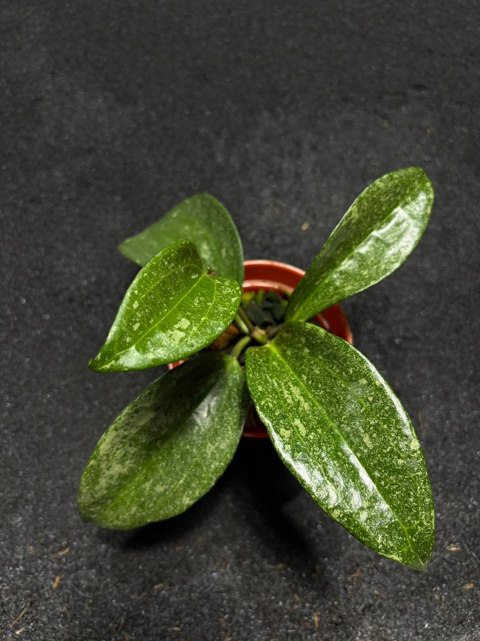 Hoya Perak Rimba