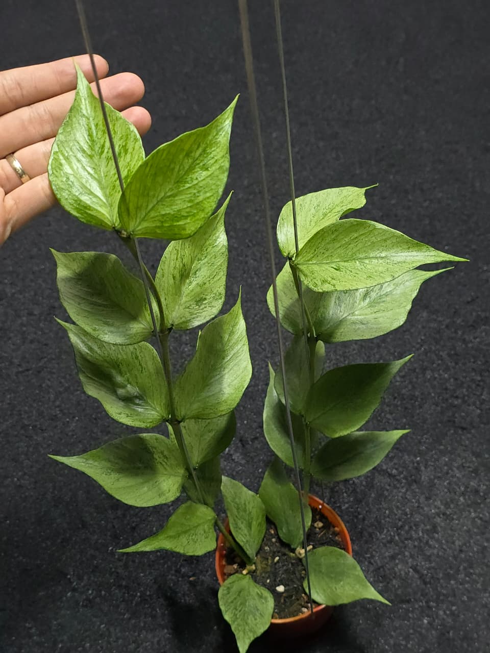 Hoya Polyneura Broget