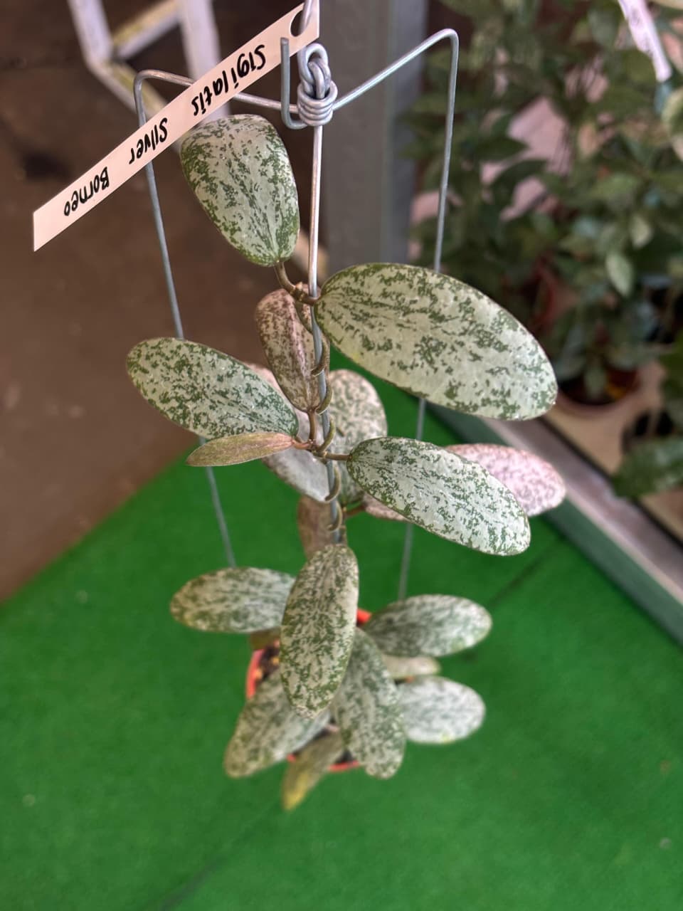 Hoya Sigilatis Borneo Silver