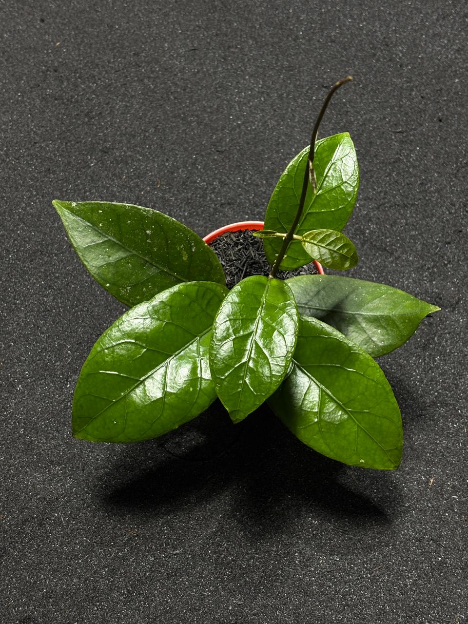 Hoya Sp Aceh Akul