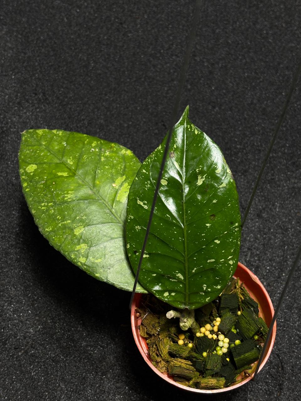Hoya Sp Aceh Brontofolia