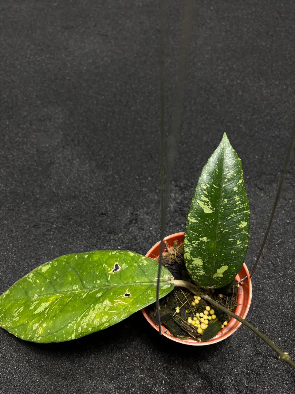 Hoya Sp Aceh Dino