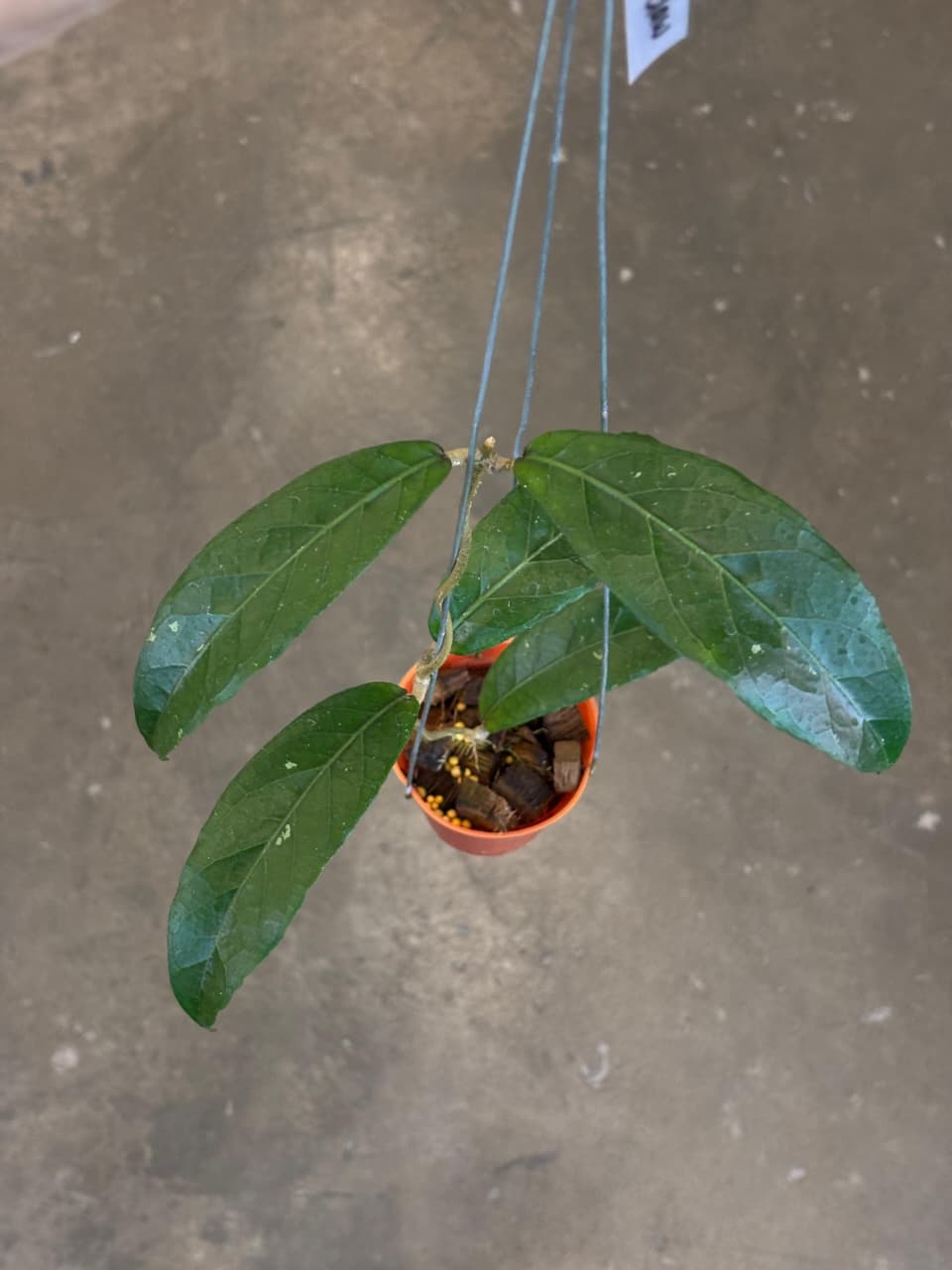 Hoya Sp Aceh Dragon Claw