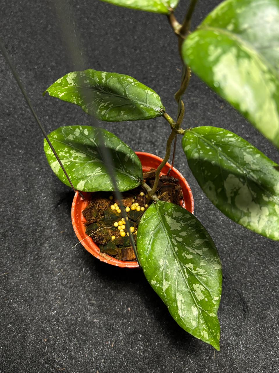 Hoya Sp Aceh Gunung Kapi