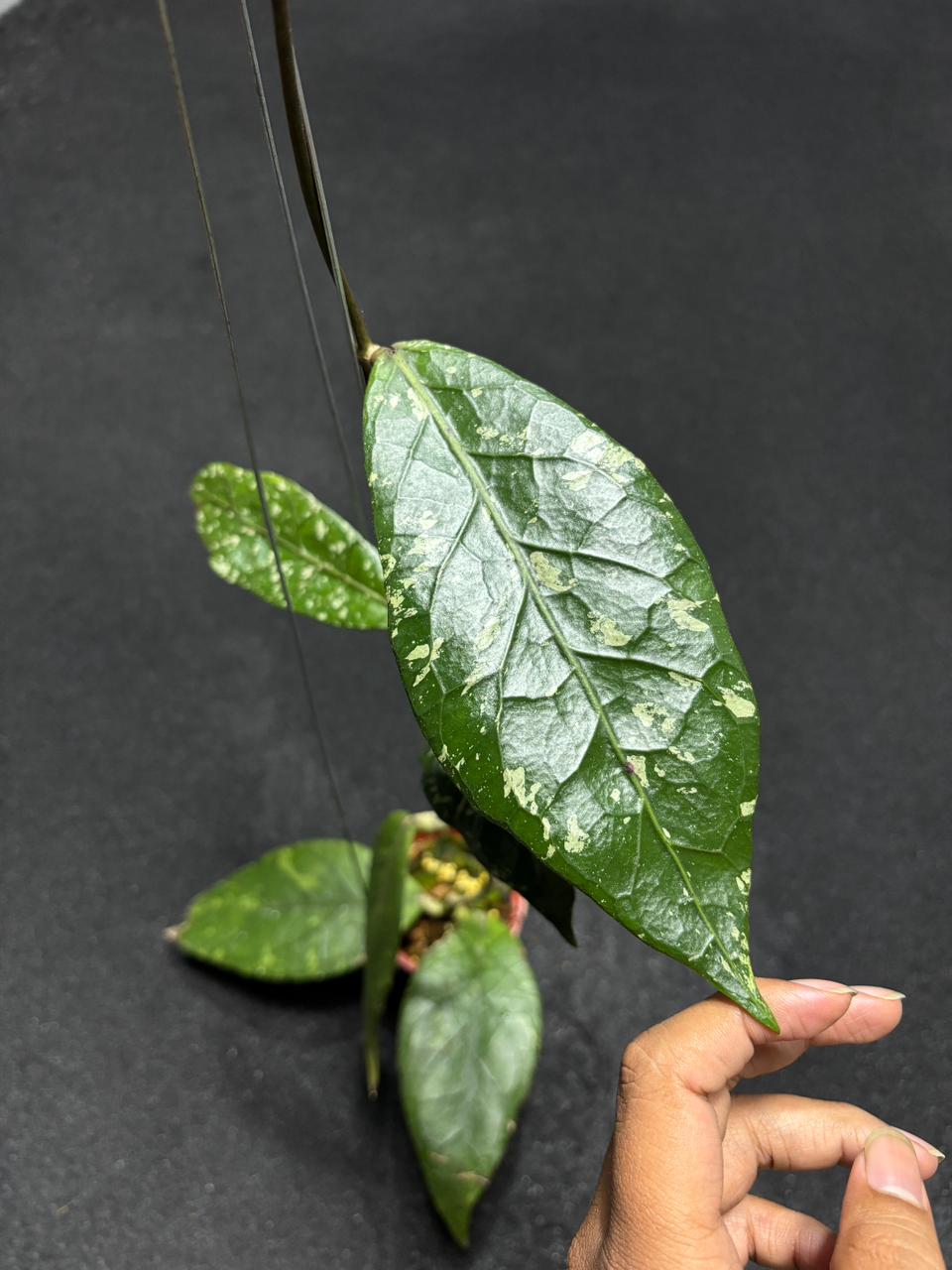 Hoya Sp Aceh nyx