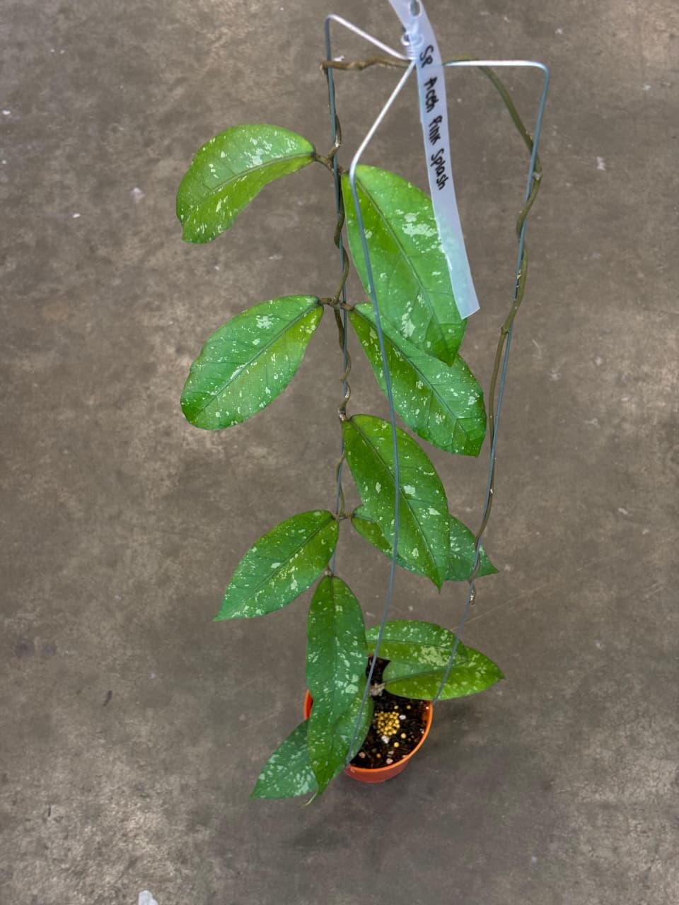 Hoya Sp Aceh Pink Splash