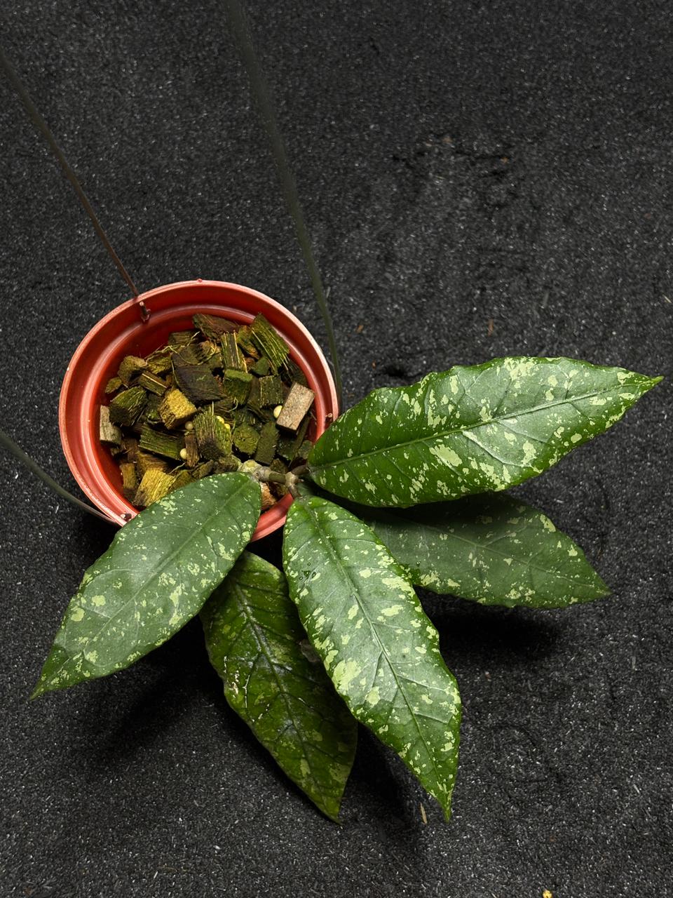 Hoya Sp Aceh Tyran