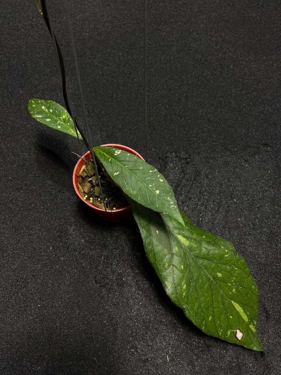 Hoya Sp Aceh Zaros
