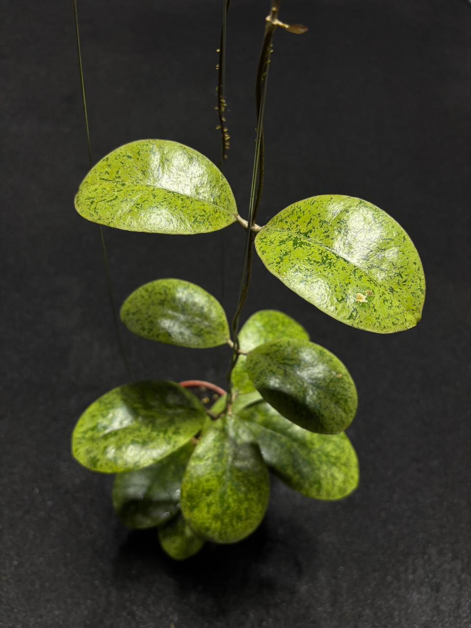 Hoya Sp Kapuas Hulu Silver Round Leaf (XL)