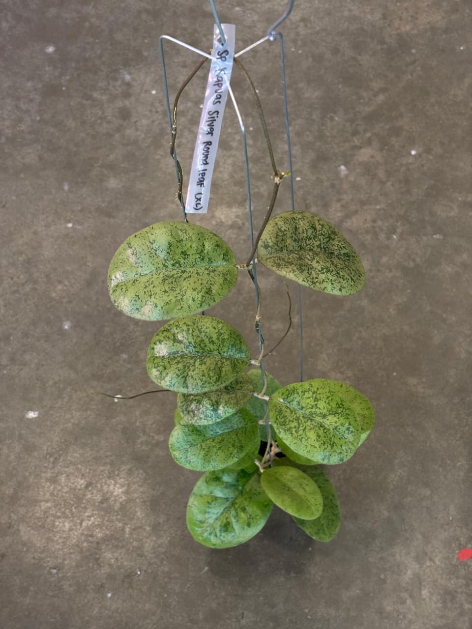 Hoya Sp Kapuas Silver Round