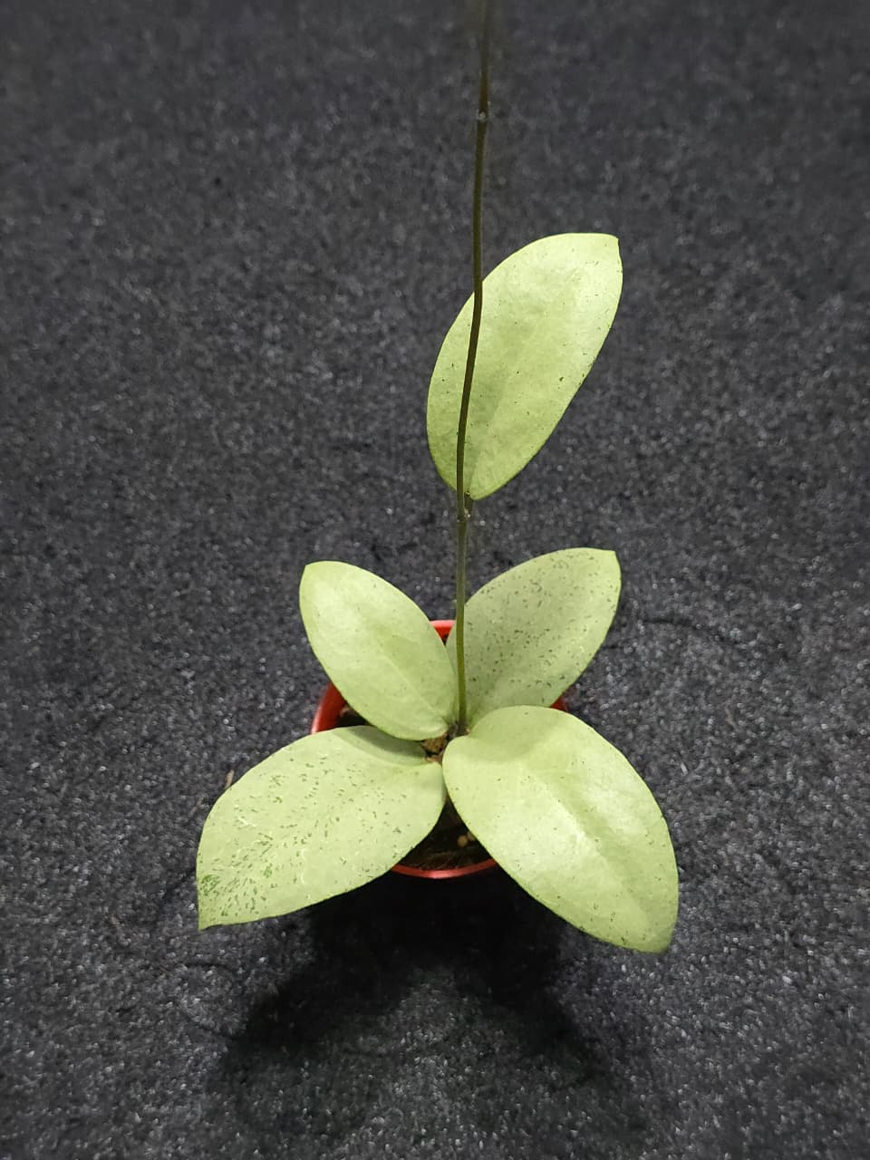 Hoya Sp Menak Sopal