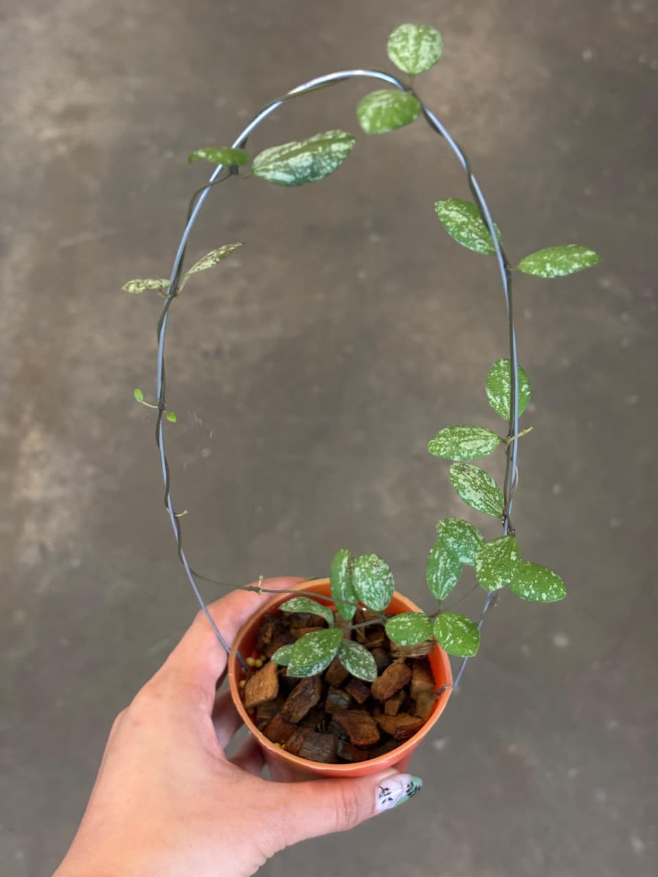 Hoya Sp Mini Coin Splash