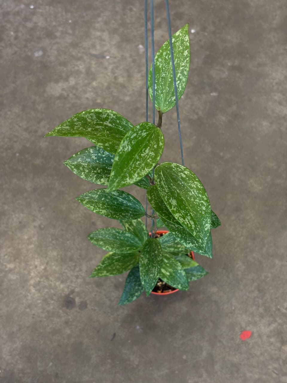 Hoya Sp Rangsan Splash