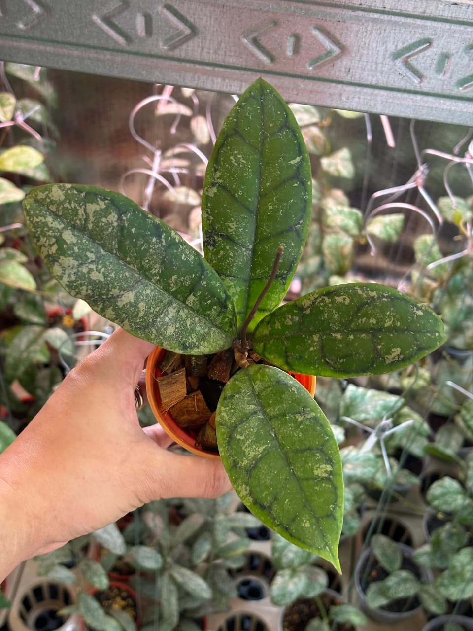 Hoya Sp Tabalong Pink Splash
