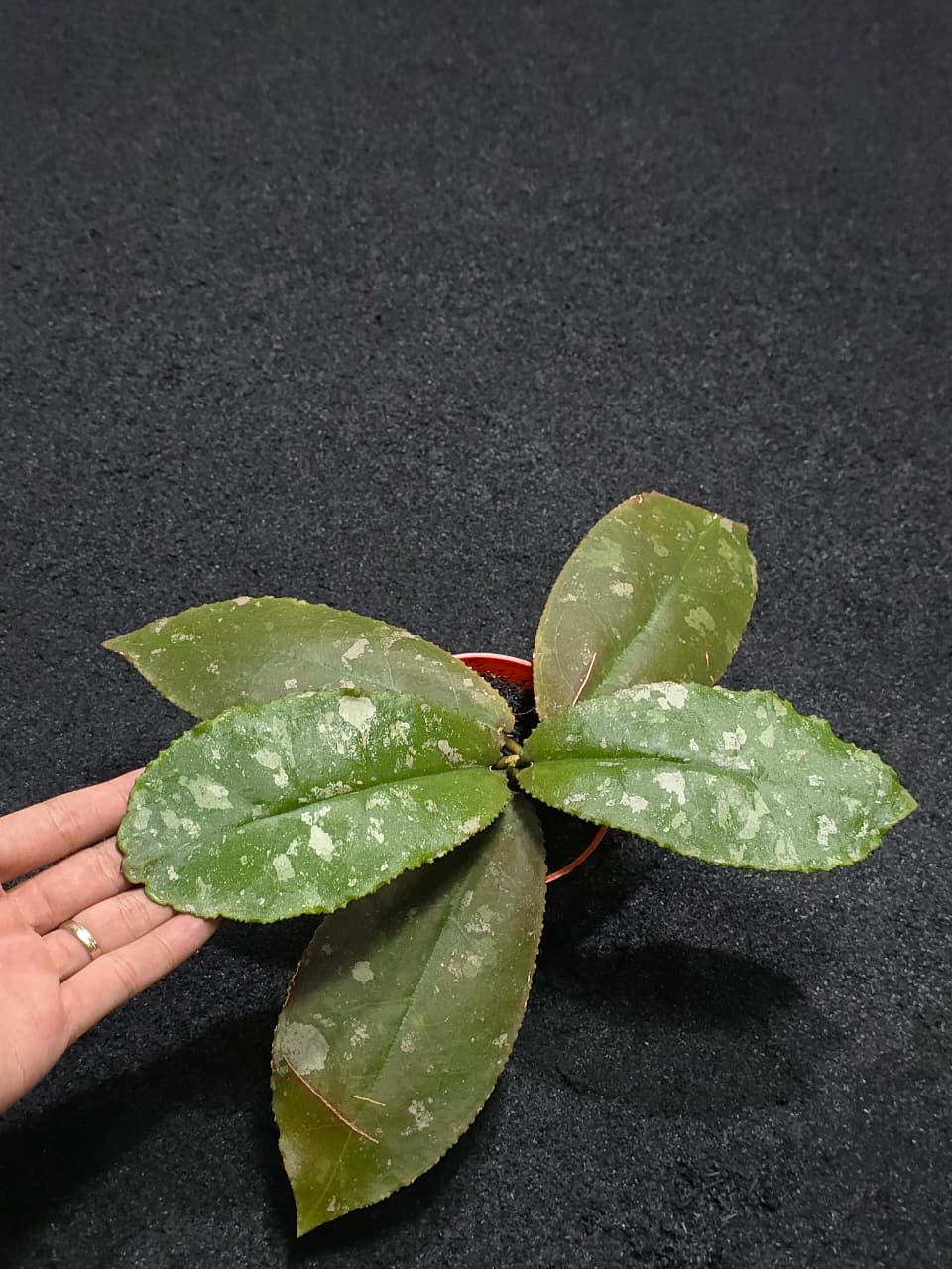 Hoya Undullata