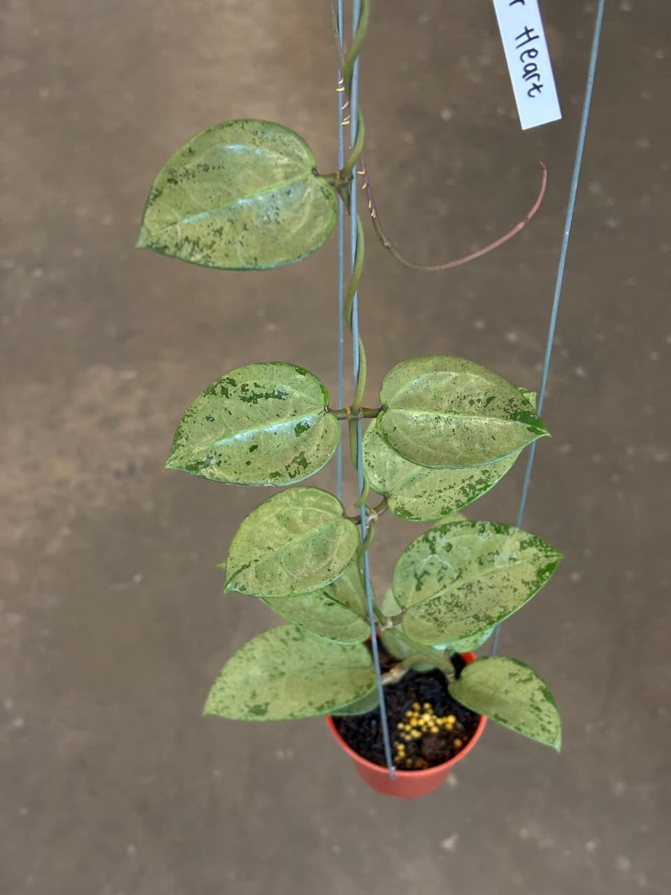 Hoya Verticilata Silver Heart