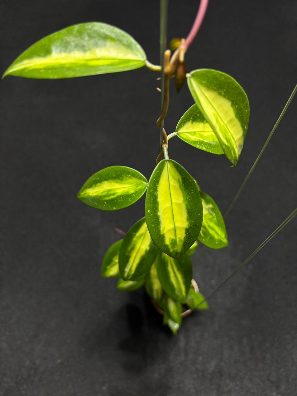 Hoya Verticilata Sp Nganjuk Albo (XL)