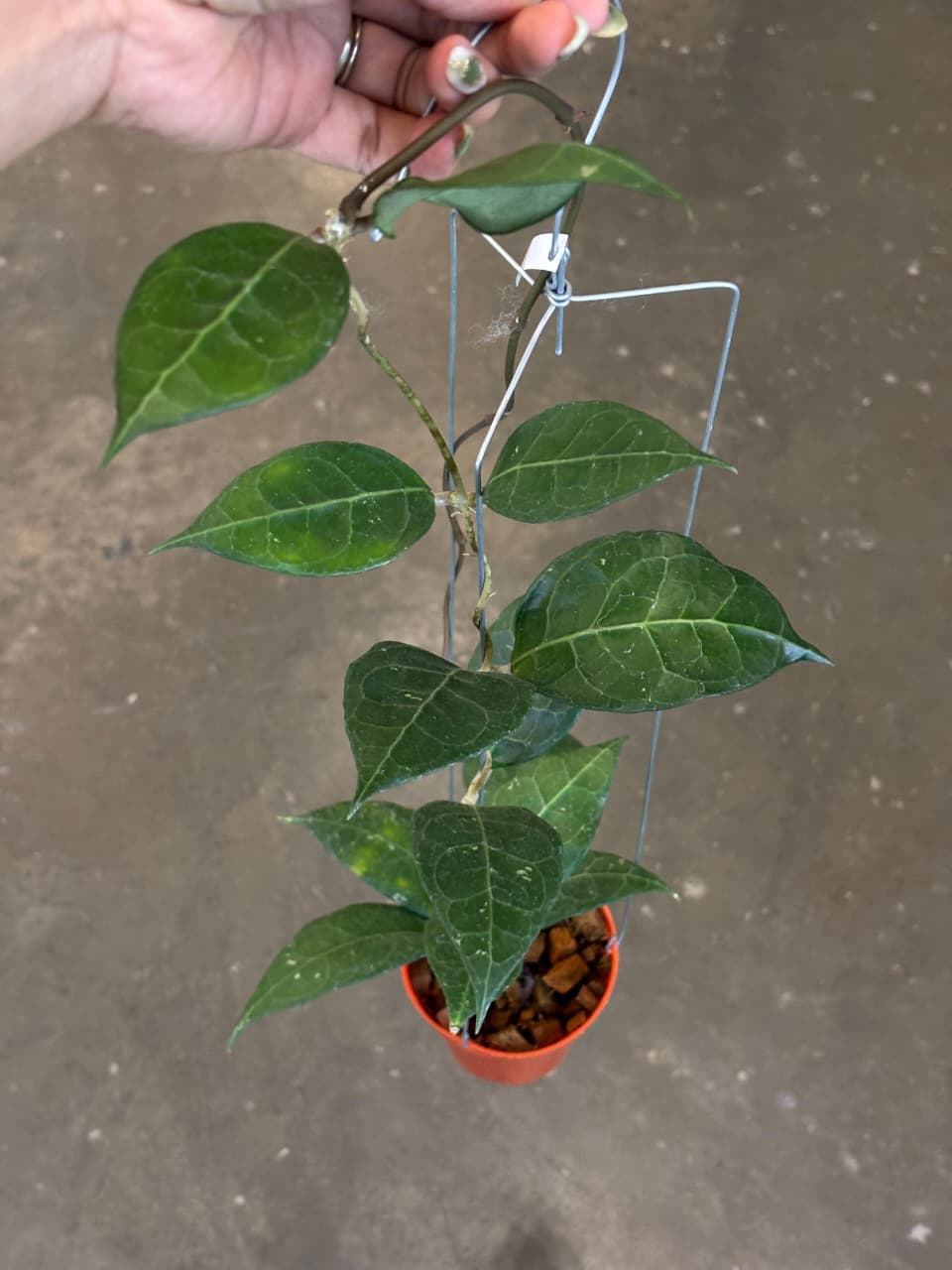 Hoya Verticilata Wayang