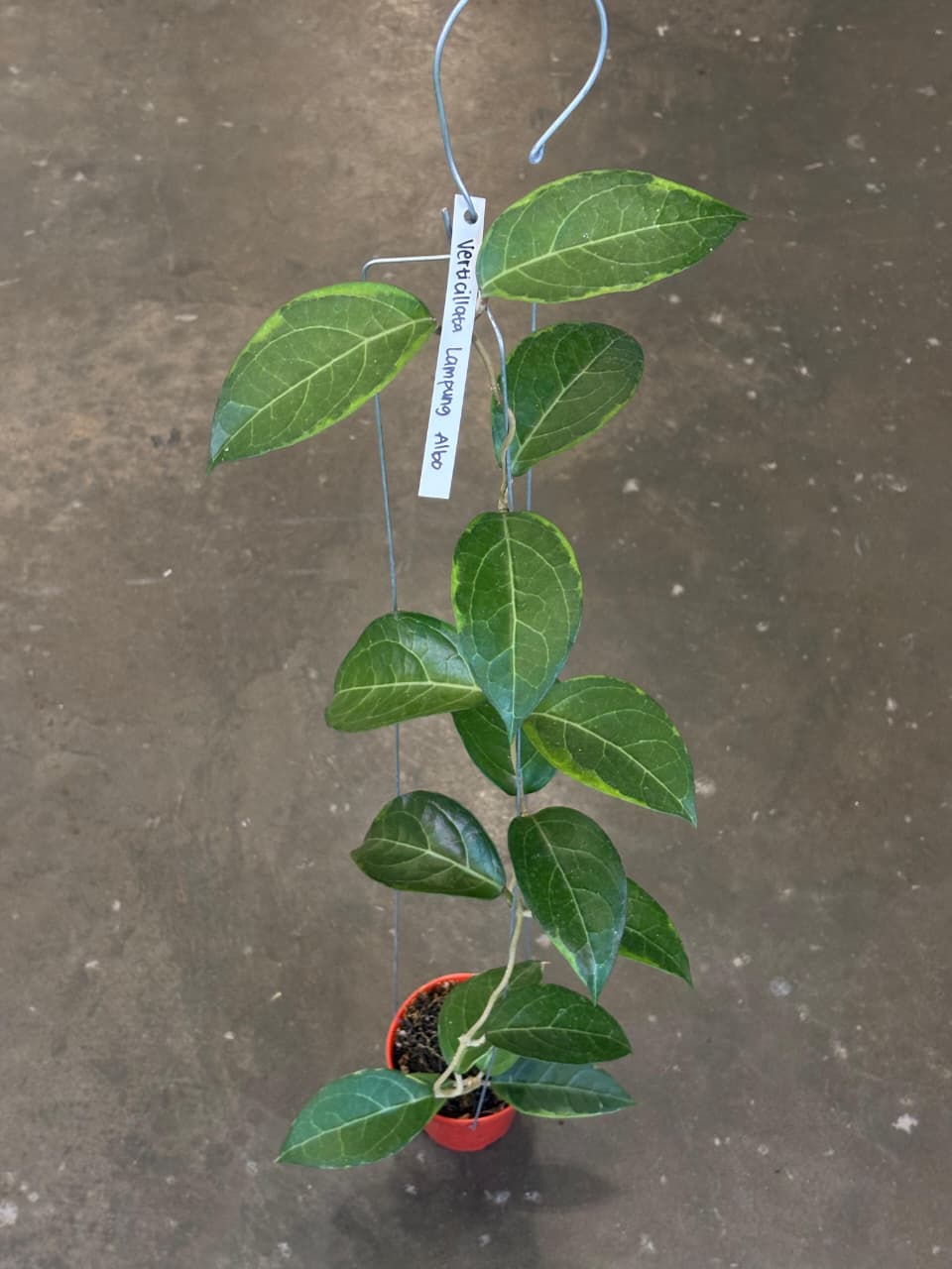 Hoya Verticilata Wayang Albo