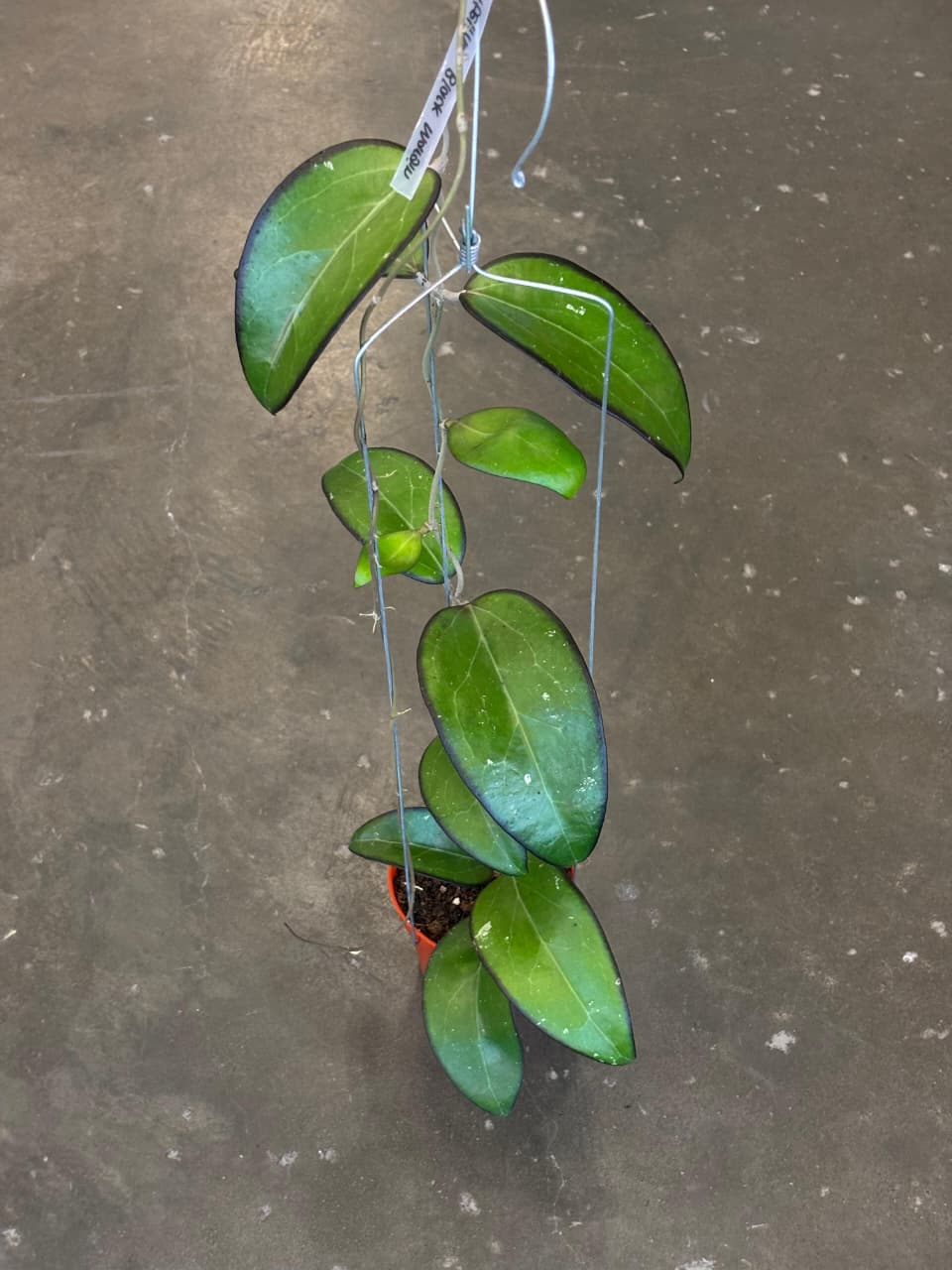 Hoya Vittelina Fuscomarginata (Thick Margined)