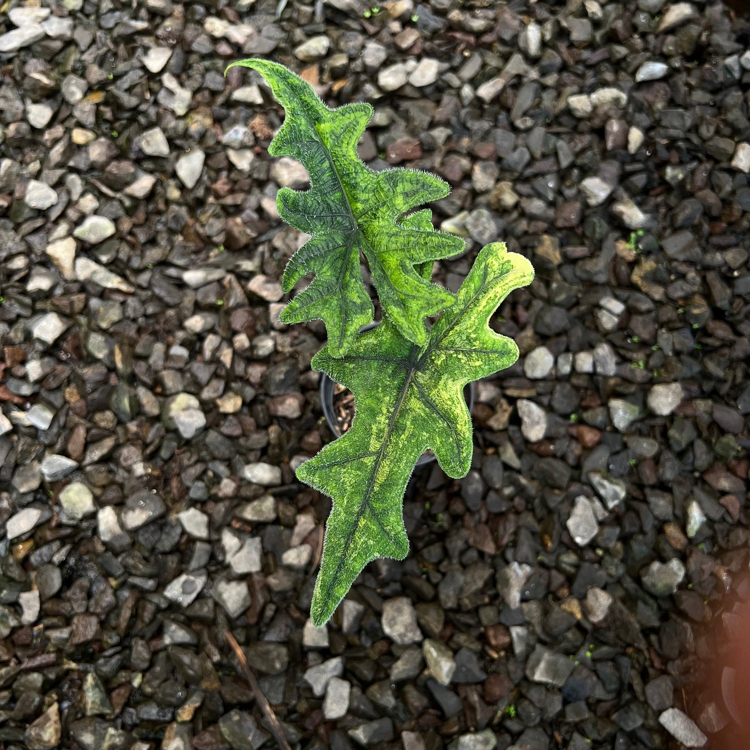 Alocasia Jacklyn Variegated