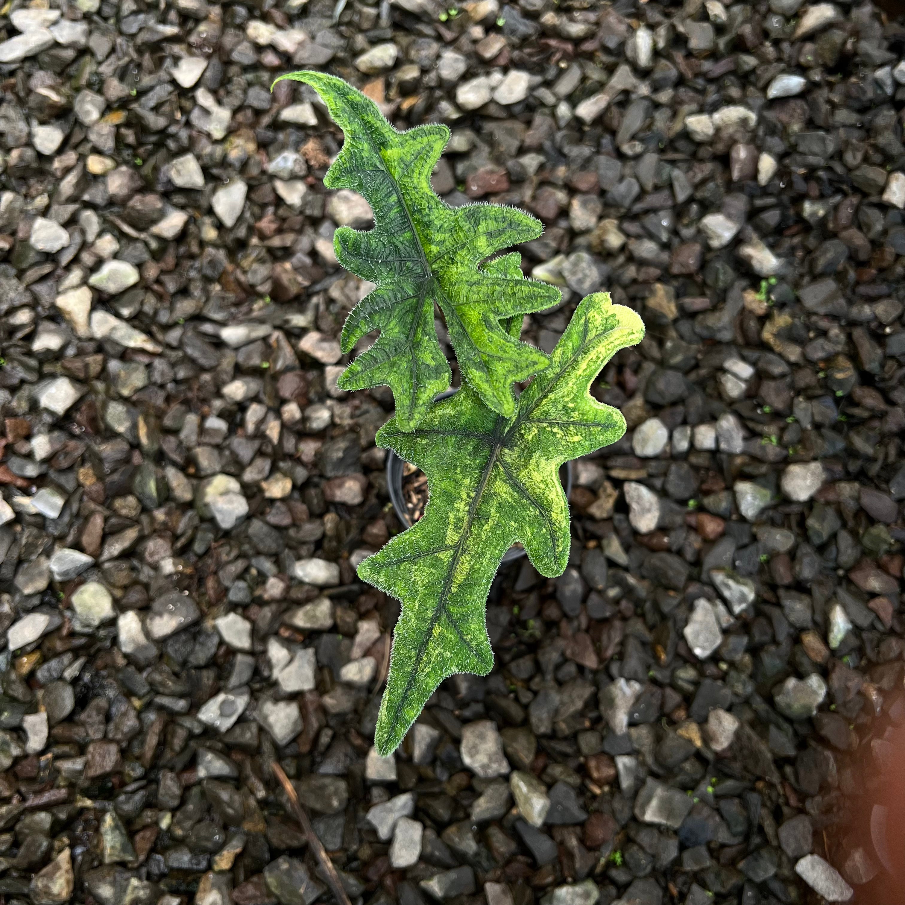 Alocasia Jacklyn Variegated