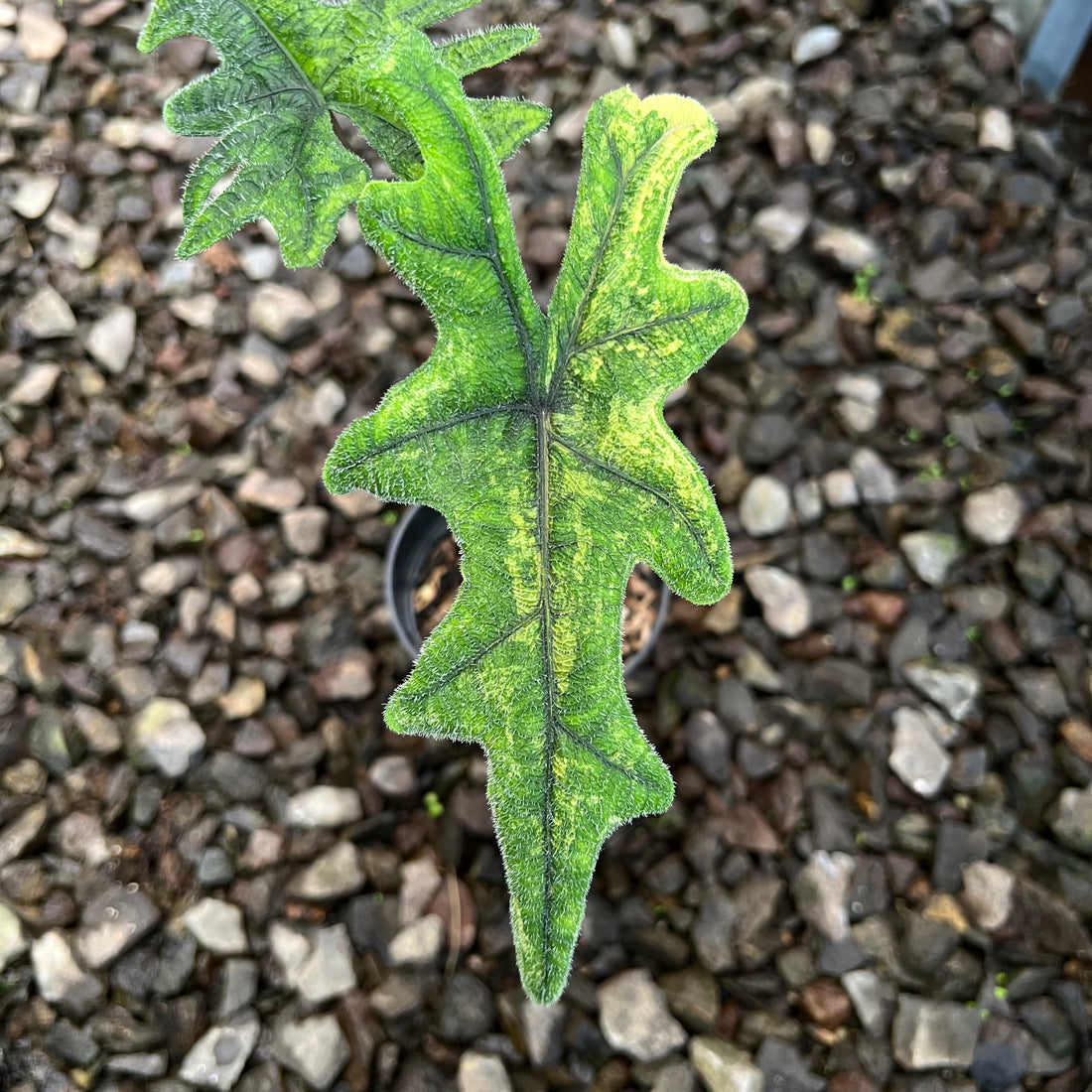 Alocasia Jacklyn Variegated