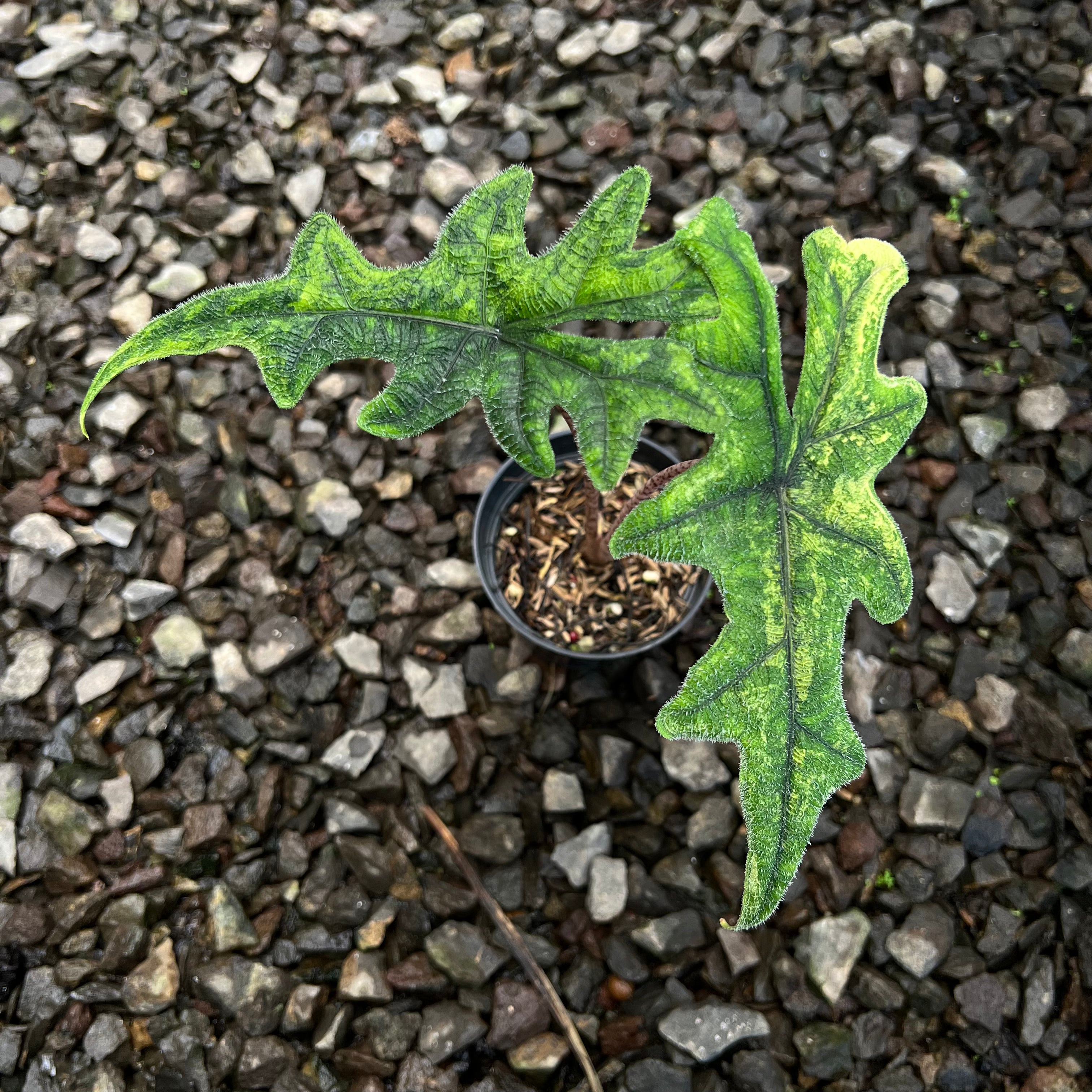 Alocasia Jacklyn Variegated