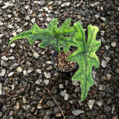 Alocasia Jacklyn Variegated