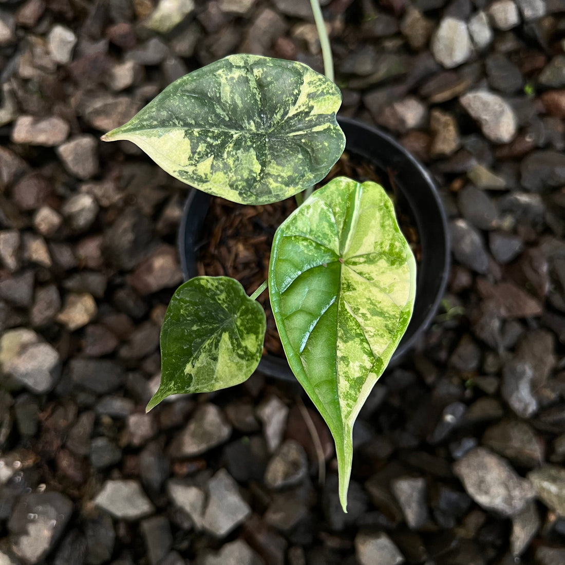 Alocasia Dragon Scale Variegated