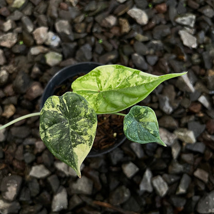 Alocasia Dragon Scale Variegated