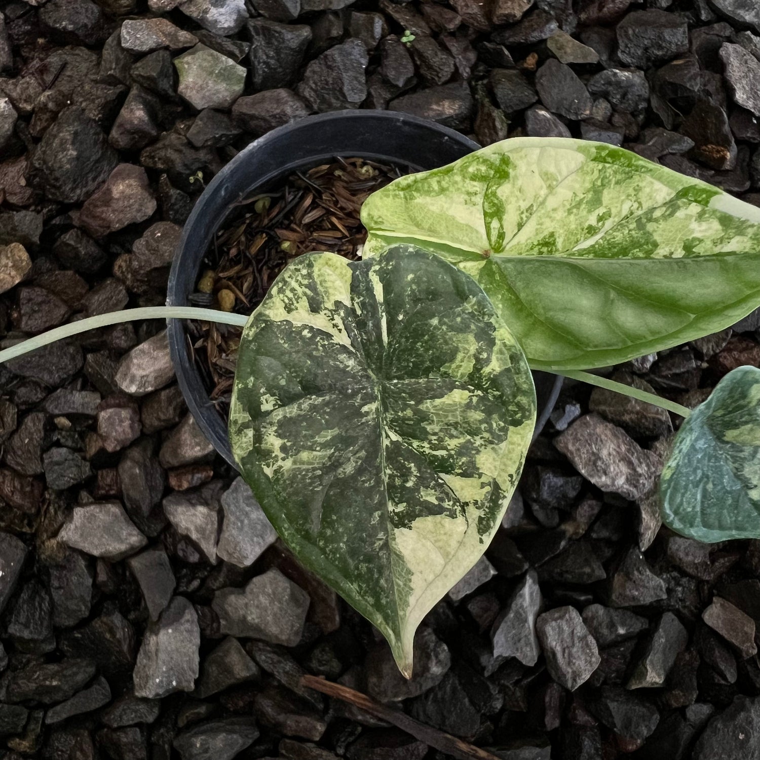 Alocasia Dragon Scale Variegated