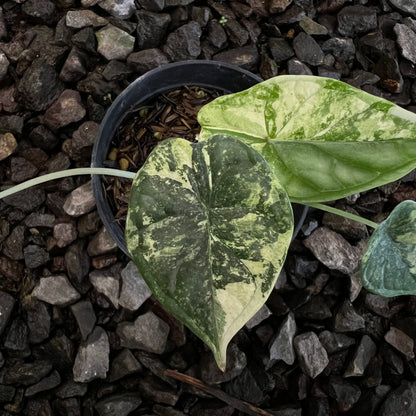 Alocasia Dragon Scale Variegated