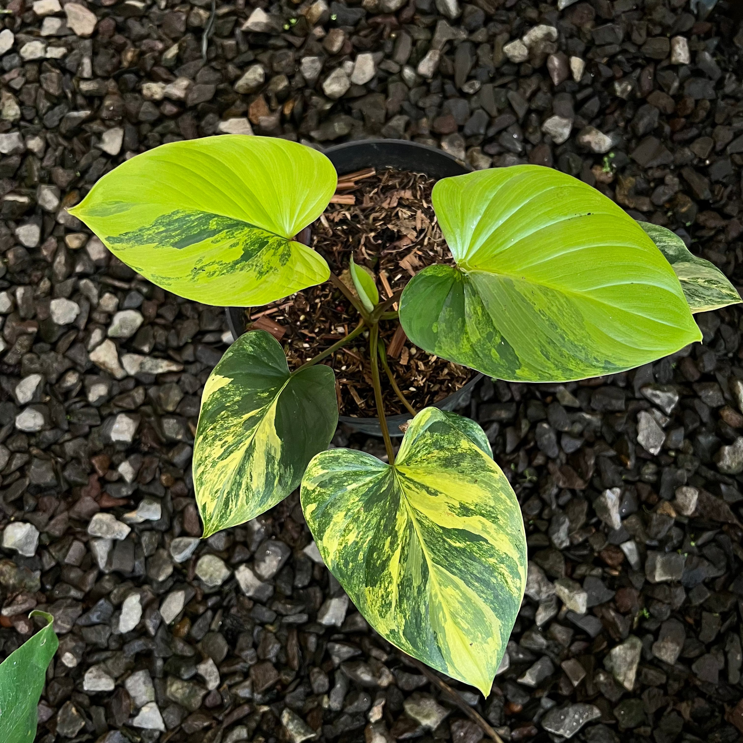 Homalomena Rubescane Aurea Varigated