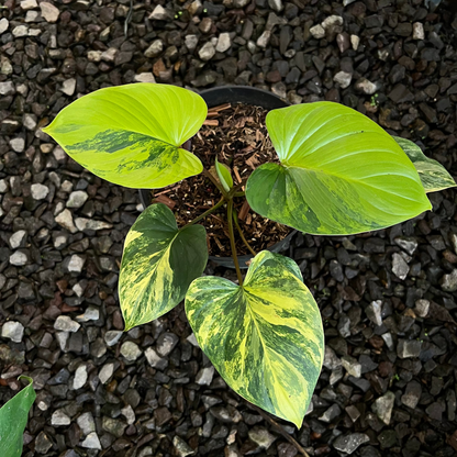Homalomena Rubescane Aurea Varigated