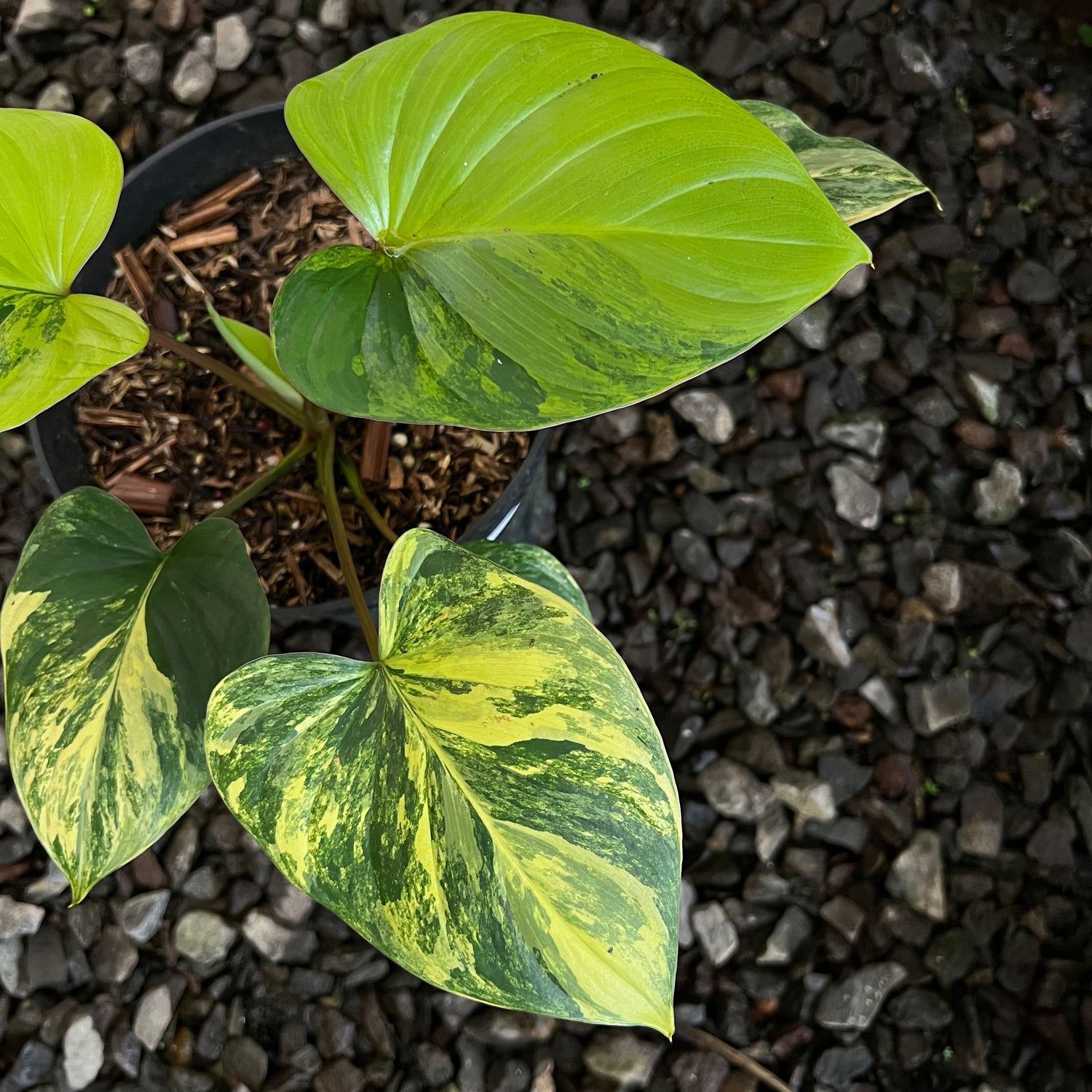 Homalomena Rubescane Aurea Varigated