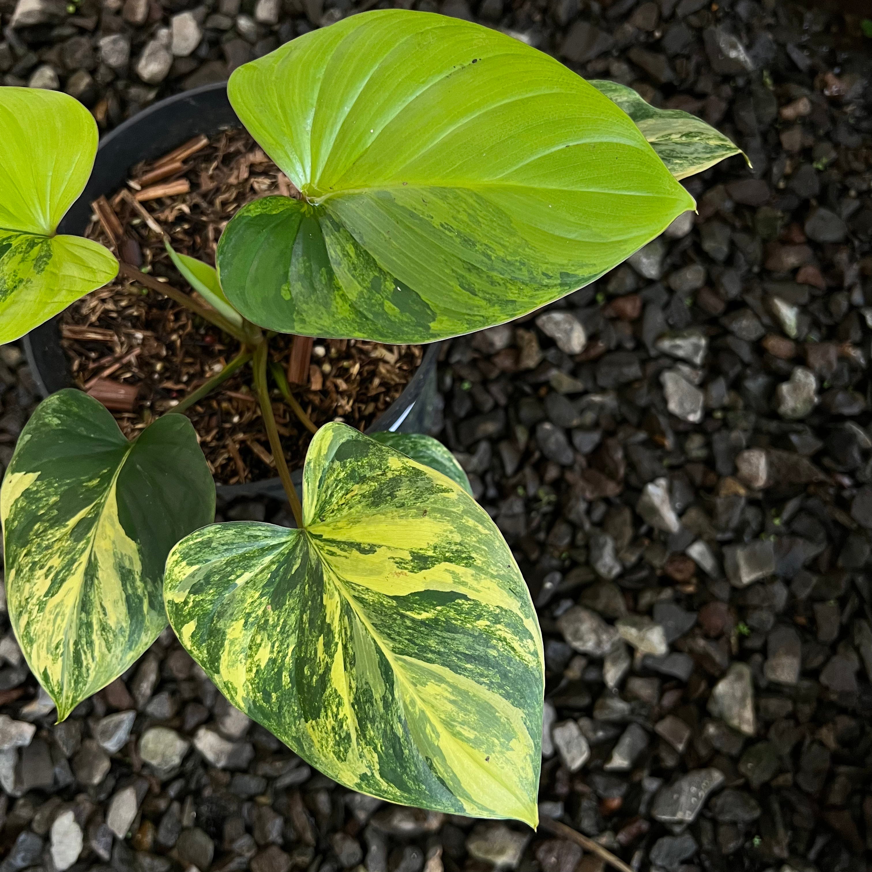 Homalomena Rubescane Aurea Varigated
