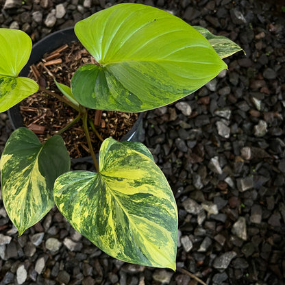 Homalomena Rubescane Aurea Varigated