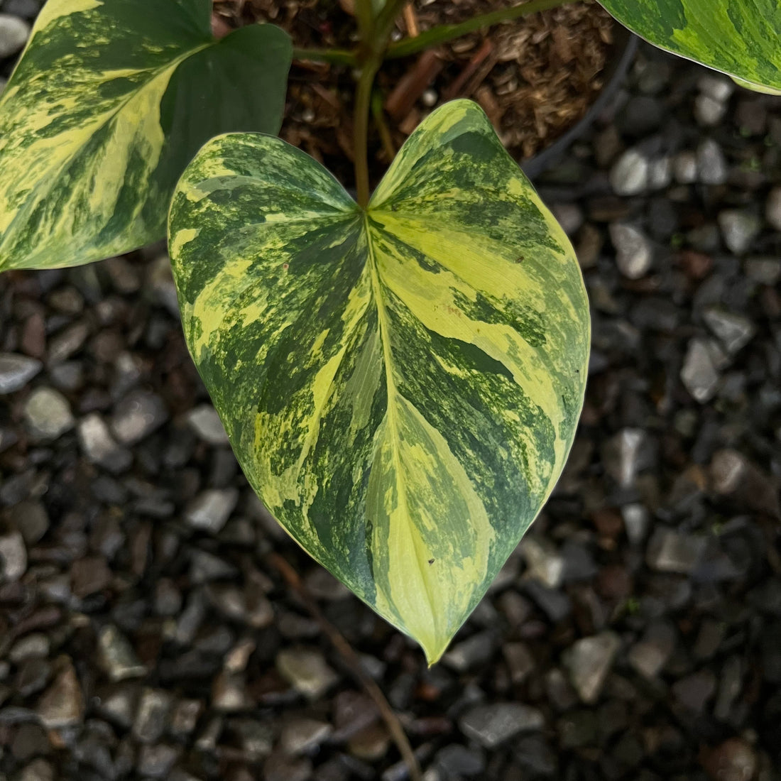 Homalomena Rubescane Aurea Varigated