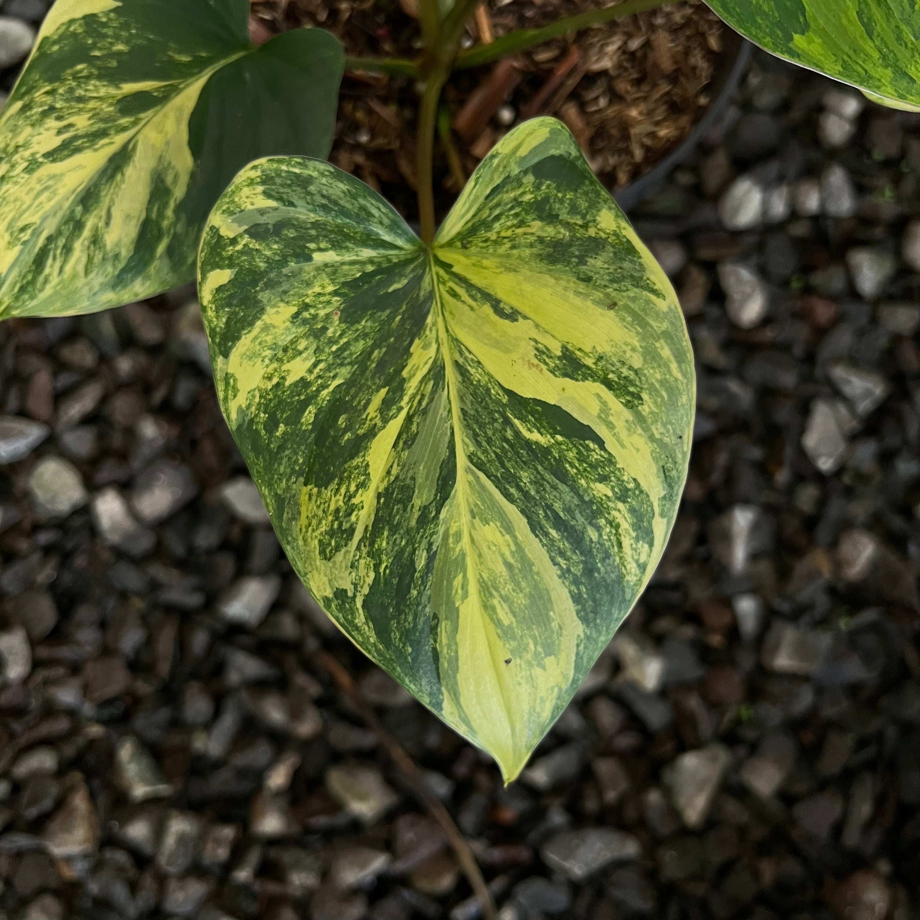 Homalomena Rubescane Aurea Varigated