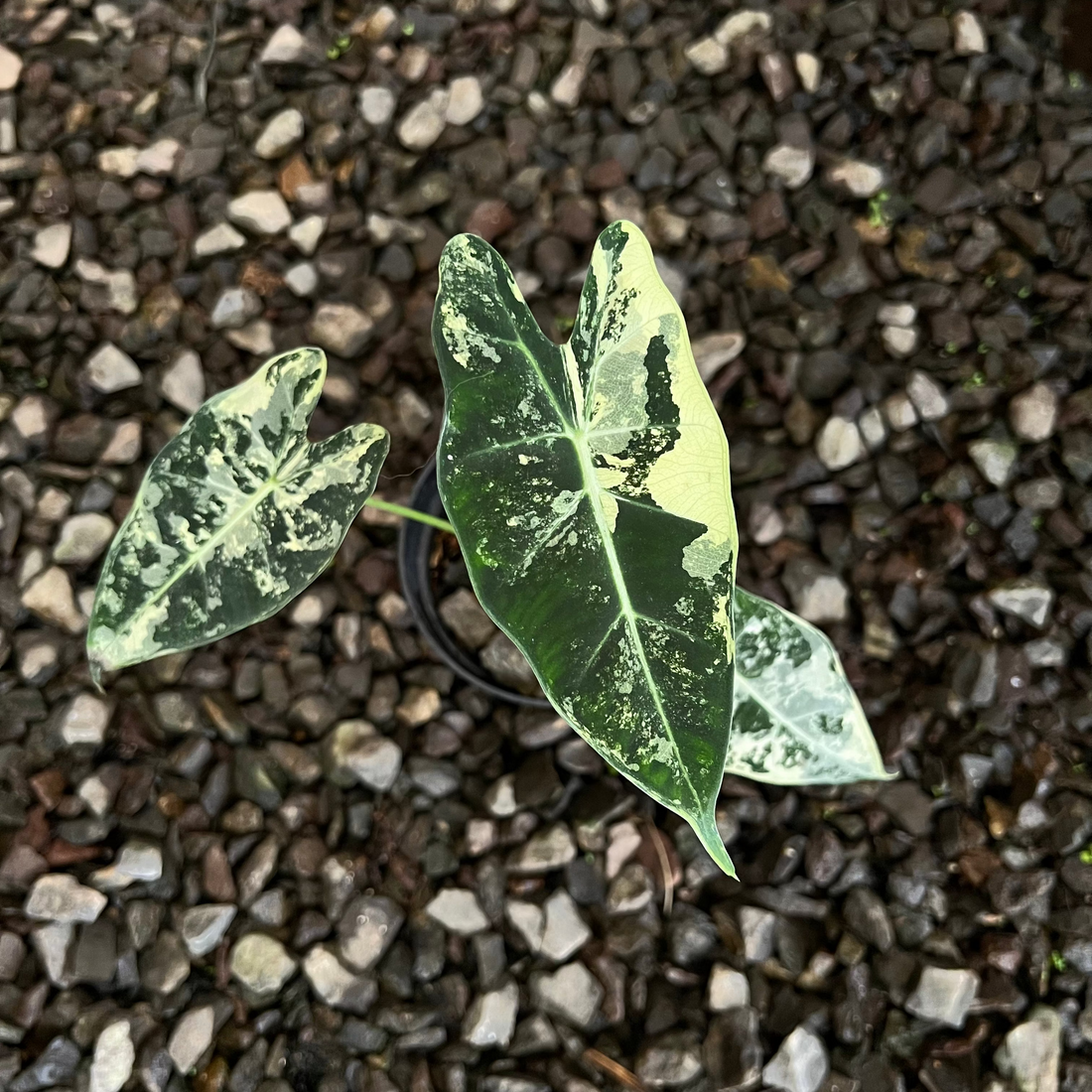Alocasia Frydek Variegated