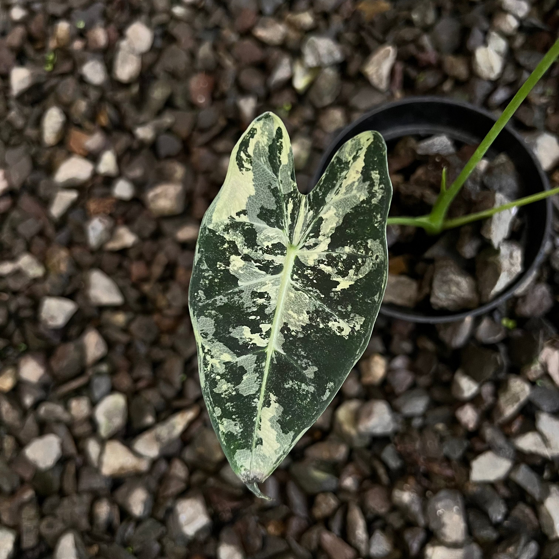Alocasia Frydek Variegated