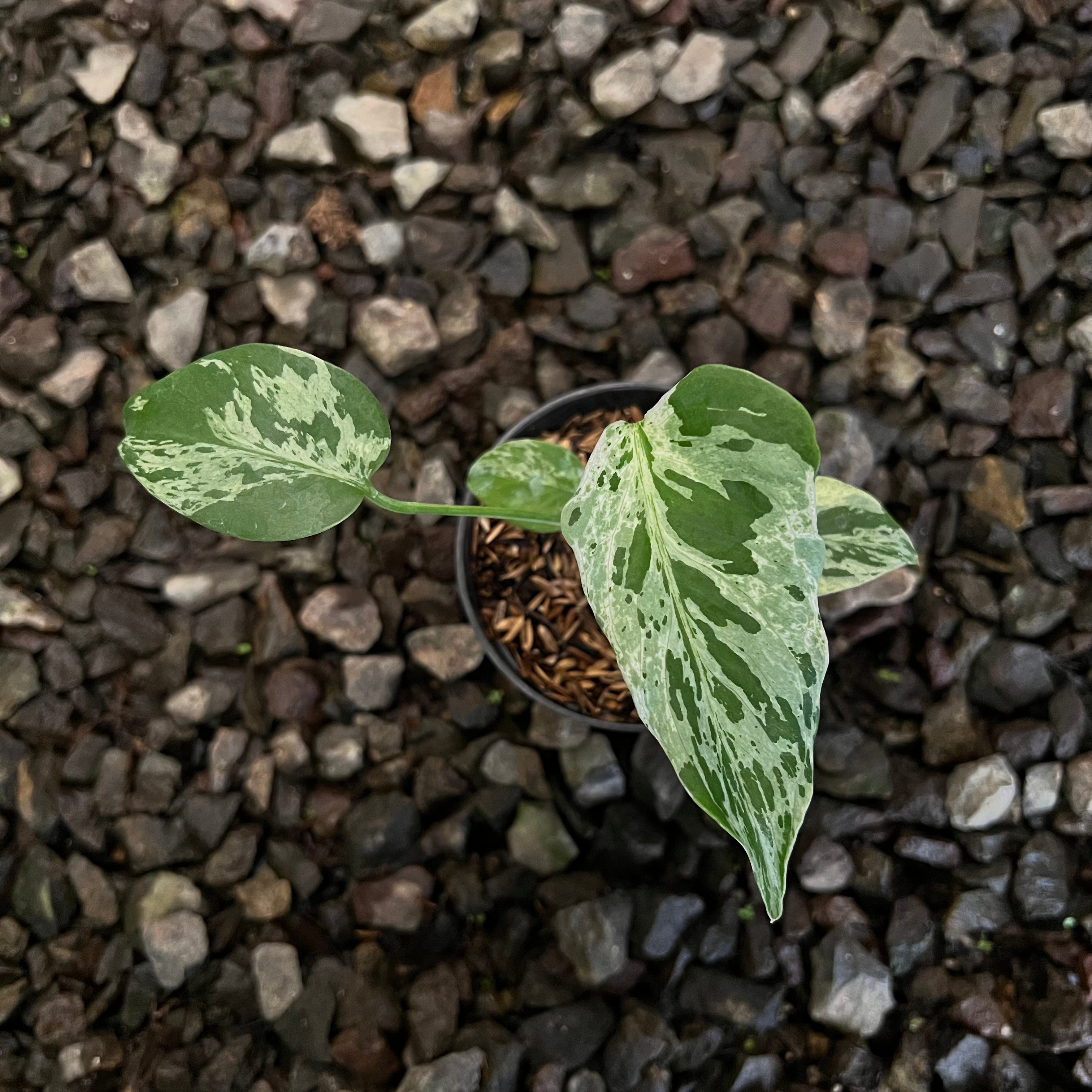 Monstera Bulbasaur Small size