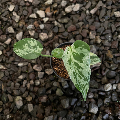 Monstera Bulbasaur Small size