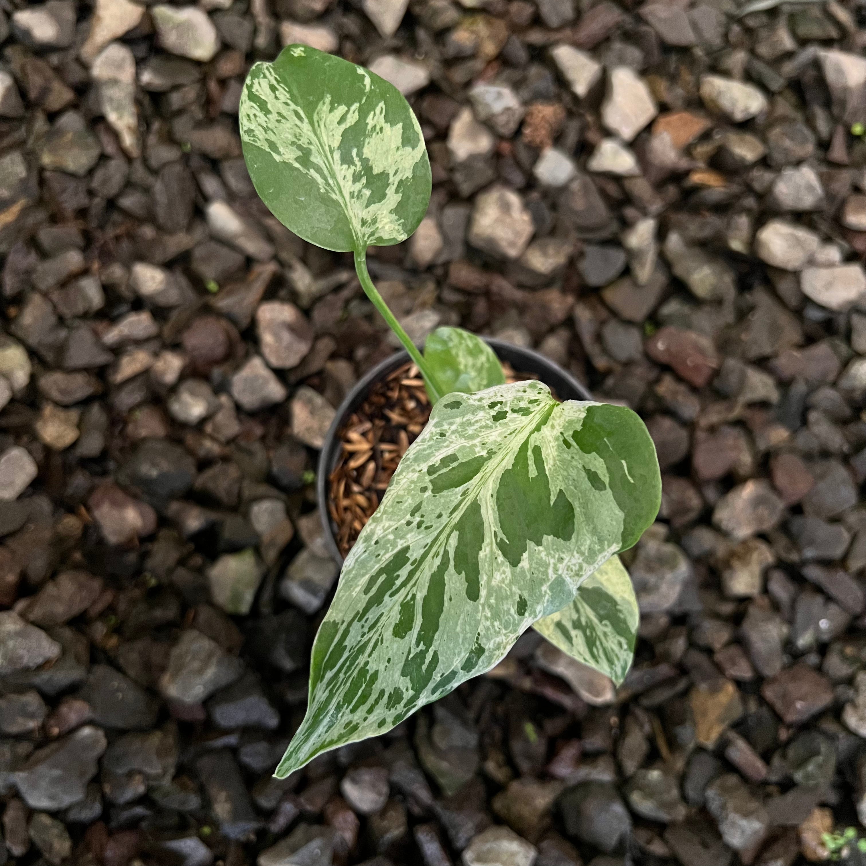 Monstera Bulbasaur Small size