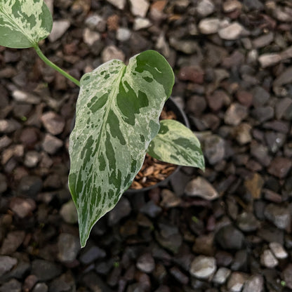 Monstera Bulbasaur Small size
