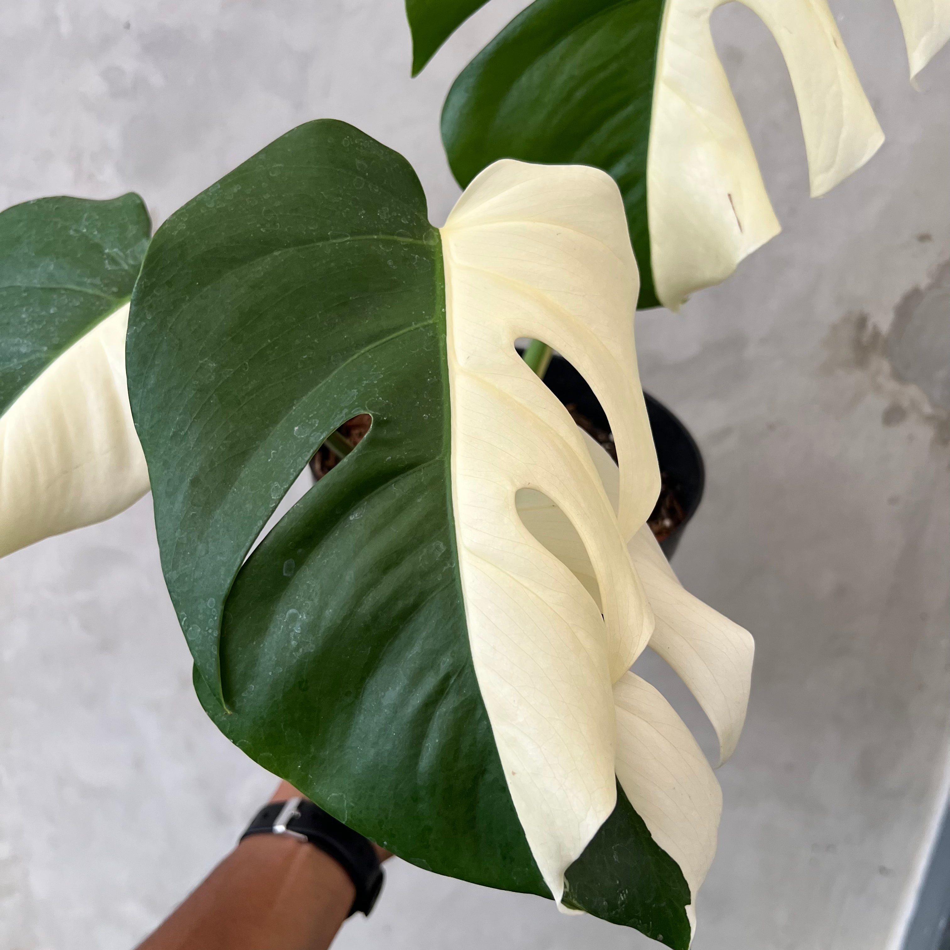 Monstera Half Moon
