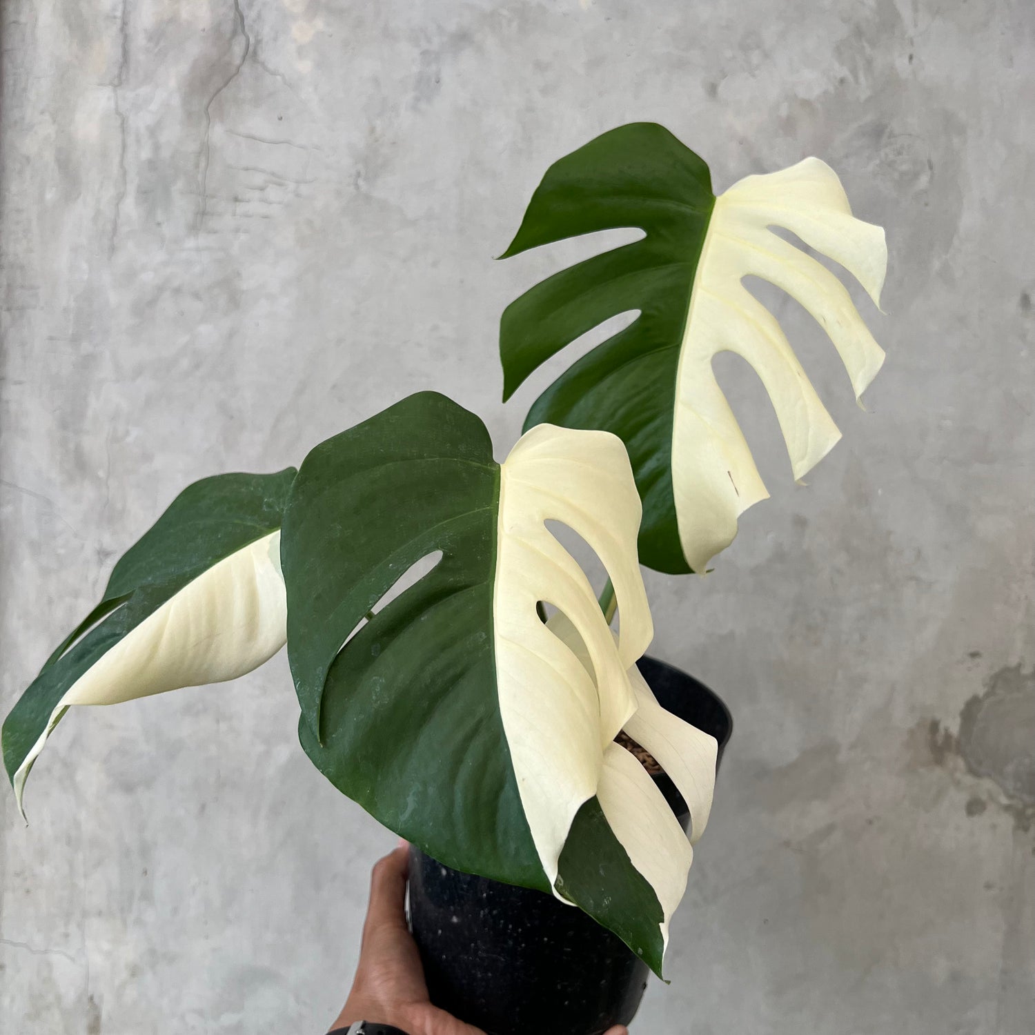 Monstera Half Moon