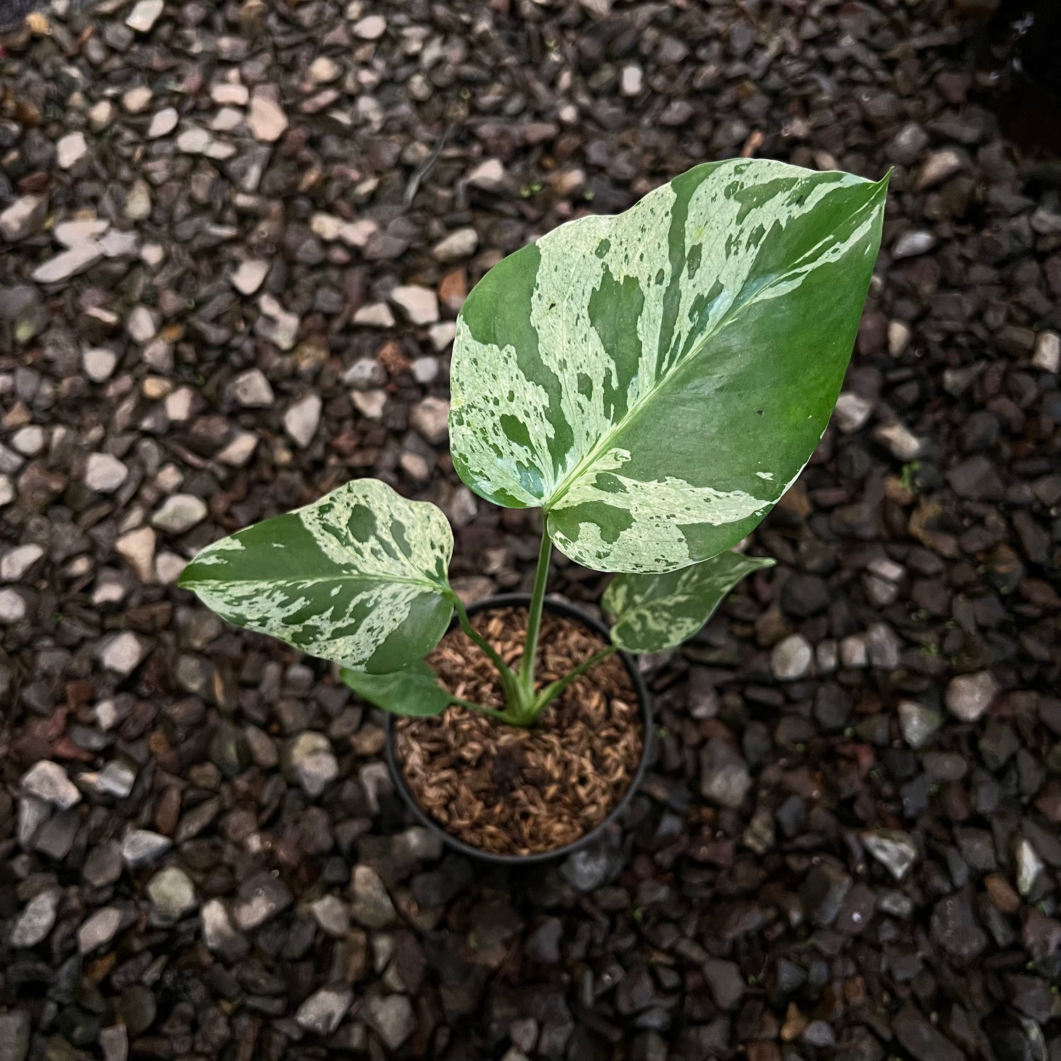 Monstera Bulbasaur