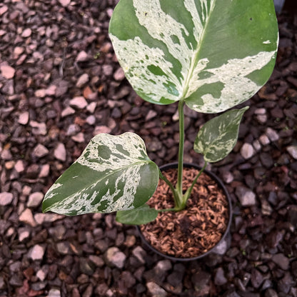 Monstera Bulbasaur